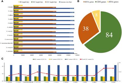 Chloroplast genome structure analysis of Equisetum unveils phylogenetic relationships to ferns and mutational hotspot region